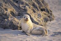 Seal 
